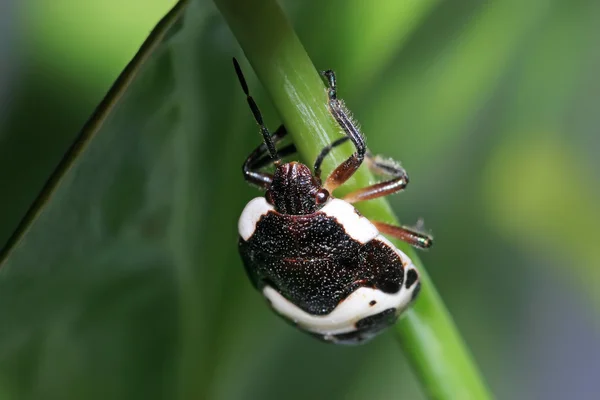 Stinkbug — Zdjęcie stockowe