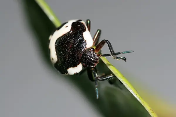 Stinkbug — стоковое фото