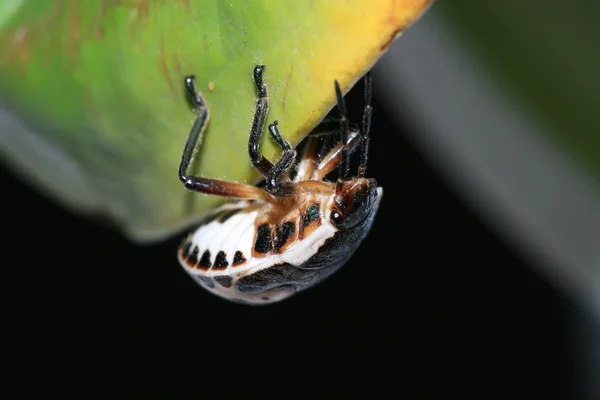 Stinkbug — Stockfoto