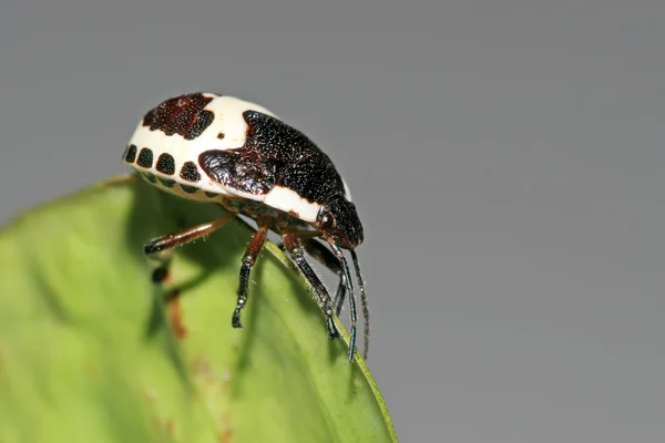 Skinnbagge — Stockfoto