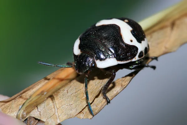 Cimice puzzolente — Foto Stock