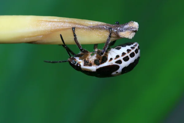 Fedorento — Fotografia de Stock