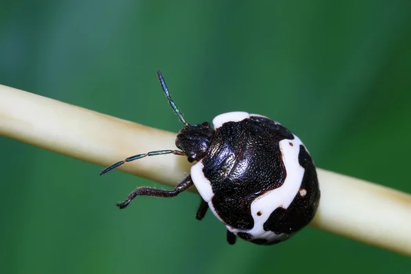 Cimice puzzolente — Foto Stock