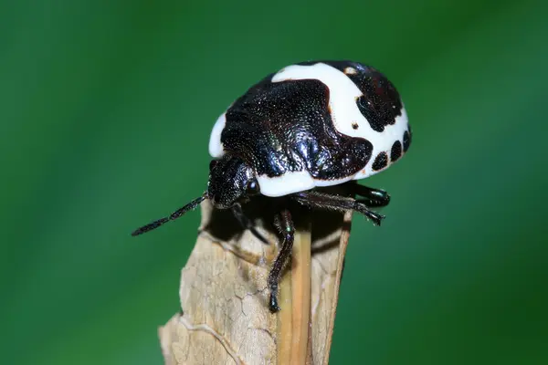 Stinkbug — Φωτογραφία Αρχείου