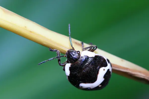 Stinkbug — стокове фото