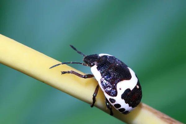 Stinkbug — Stockfoto