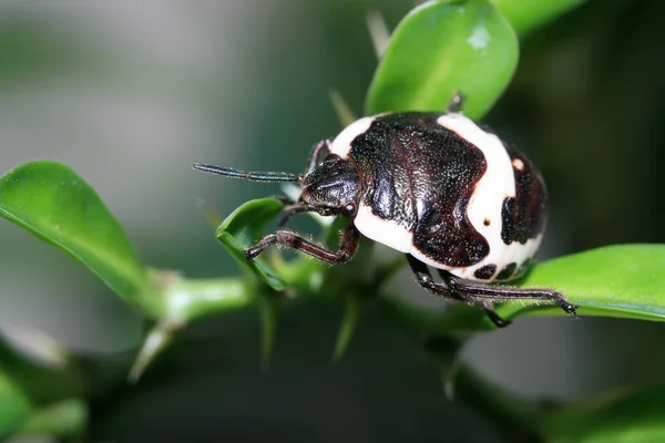 Stinkbug — Stockfoto