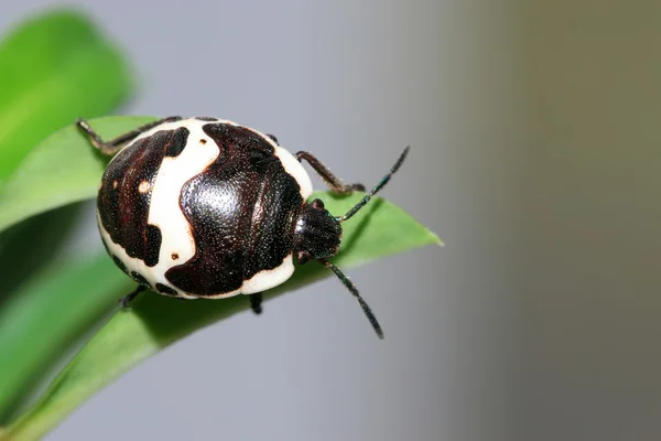 Cimice puzzolente — Foto Stock