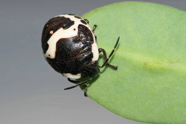 Stinkbug — Stock Photo, Image