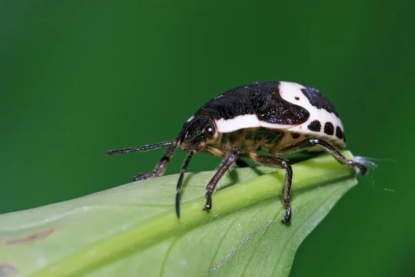 Stinkbug — Stock Fotó