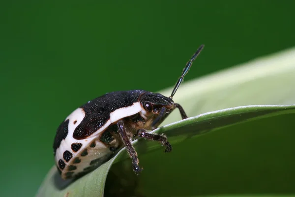 Cimice puzzolente — Foto Stock