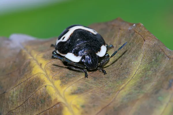 Stinkbug — Zdjęcie stockowe