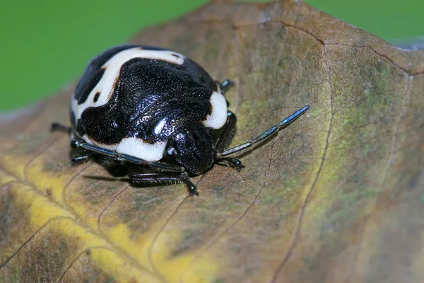 Stinkbug — Zdjęcie stockowe