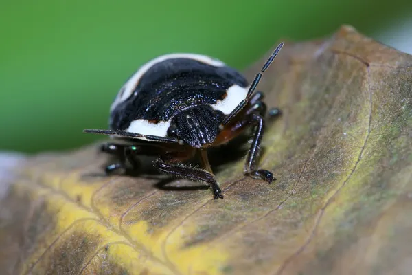 Stinkbug — Zdjęcie stockowe