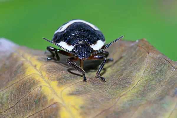 Cimice puzzolente — Foto Stock