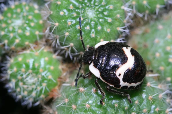 Stinkbug — стокове фото