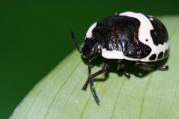 Stinkbug — Stock fotografie