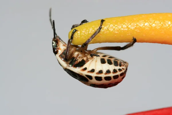 Stinkbug — Stock Photo, Image