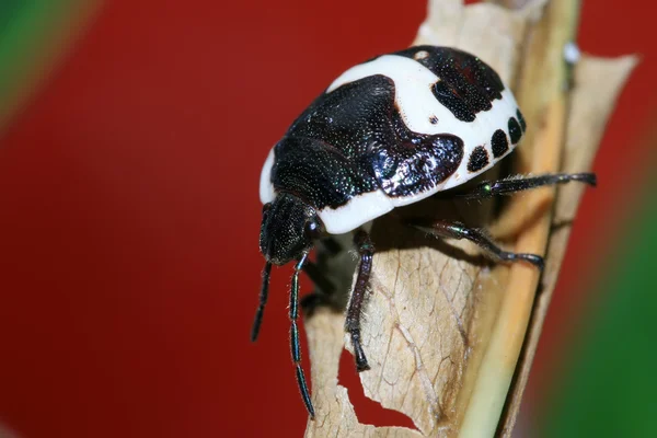 Stinkbug — Stock Photo, Image