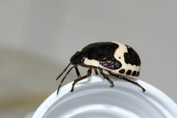 Stinkbug — Stockfoto