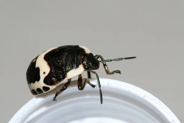 Stinkbug — Stockfoto