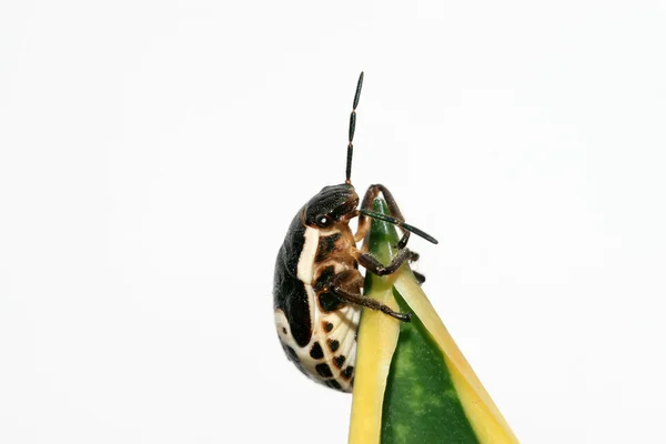 Stinkbug — Stock Photo, Image