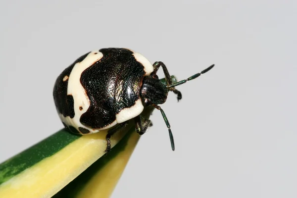 Stinkbug — Stock Fotó