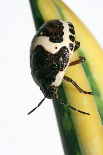 Stinkbug — Stock fotografie