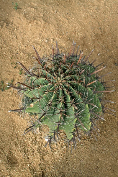 サボテンの植物 — ストック写真