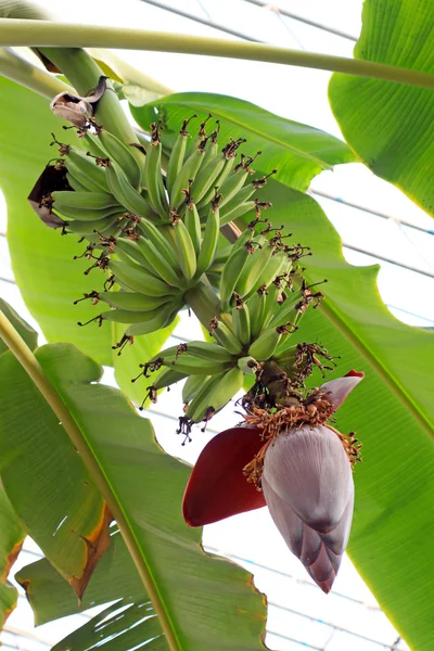 Banana flower — Stock Photo, Image