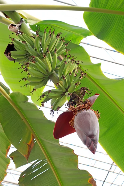 Flor de plátano —  Fotos de Stock