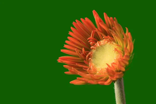 Gerbera flowers — Stock Photo, Image