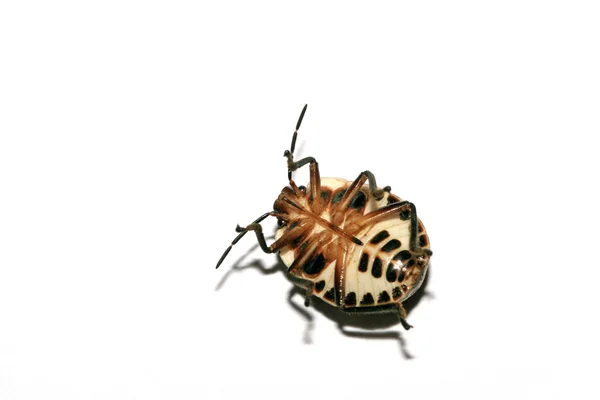 Stinkbug — Zdjęcie stockowe