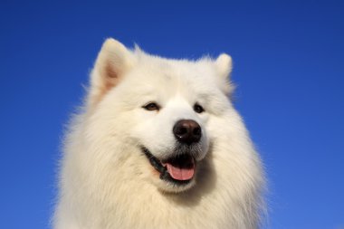 Samoined