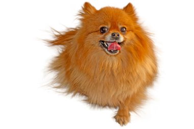 Evcil Köpek