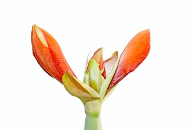 Hippeastrum hybridum