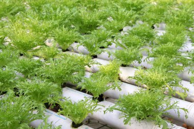 topraksız Sebze tarımı