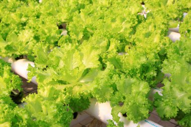 topraksız Sebze tarımı