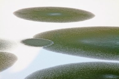 Beyaz kar ve vahşi elips