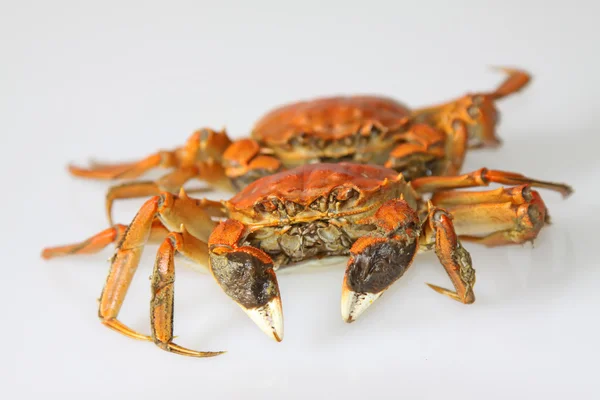 Cooked crab on white background — Stock Photo, Image