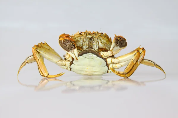 在白色背景上煮熟的螃蟹 — 图库照片