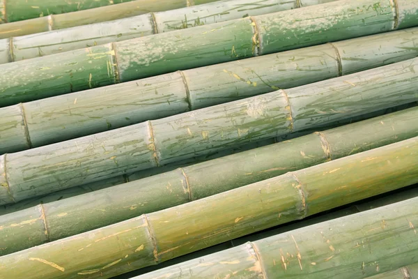 Dry bamboo stacked together — Stock Photo, Image