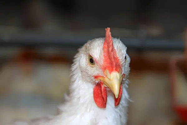 Gros plan de la tête de poulet dans une ferme de poulets — Photo