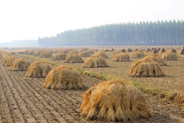 Rice harvested in the field — Stock Photo, Image