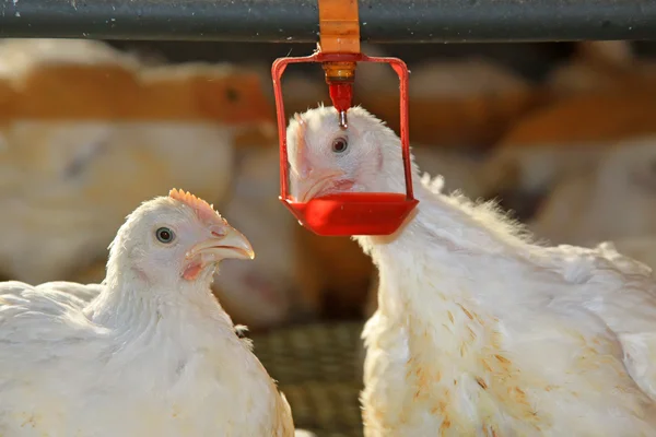 Dos pollos están bebiendo agua, en una granja de pollos — Foto de Stock