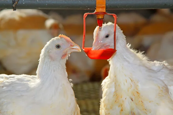 Two chickens are drinking water, in a chicken farm — Stock Photo, Image
