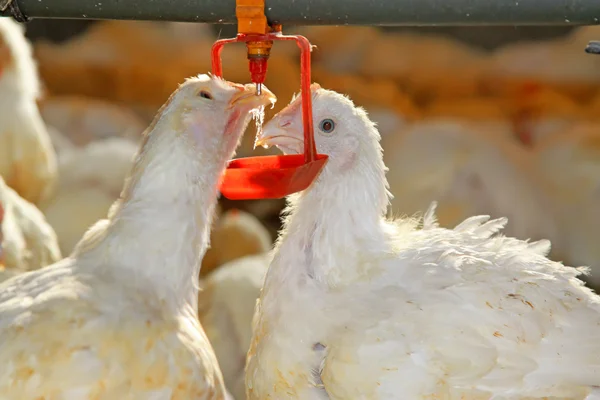 Dos pollos están bebiendo agua, en una granja de pollos —  Fotos de Stock