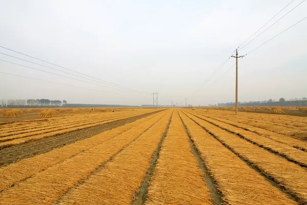 Rice harvested — Stock Photo, Image