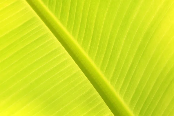 Textura de folha de banana fresca verde — Fotografia de Stock