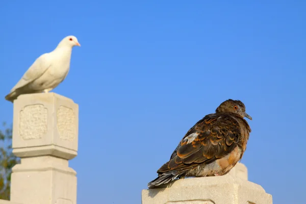 Pigeons bruns dans un bâtiment en pierre à l'extérieur — Photo